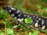 California Tiger Salamander, ambystoma californiense